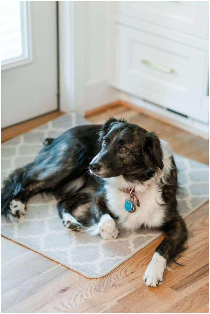 Family dog during a Gaithersburg, MD maternity session