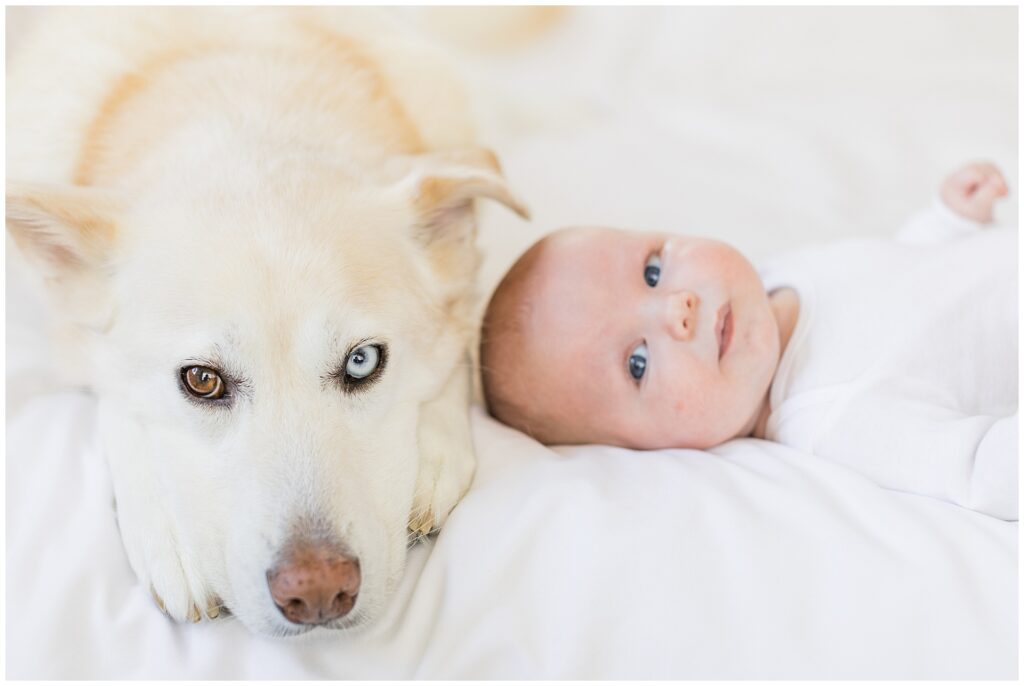 Newborn baby in a white onesie lying beside the family dog on a white bed, showing how to include pets in a soft, cohesive lifestyle newborn session.