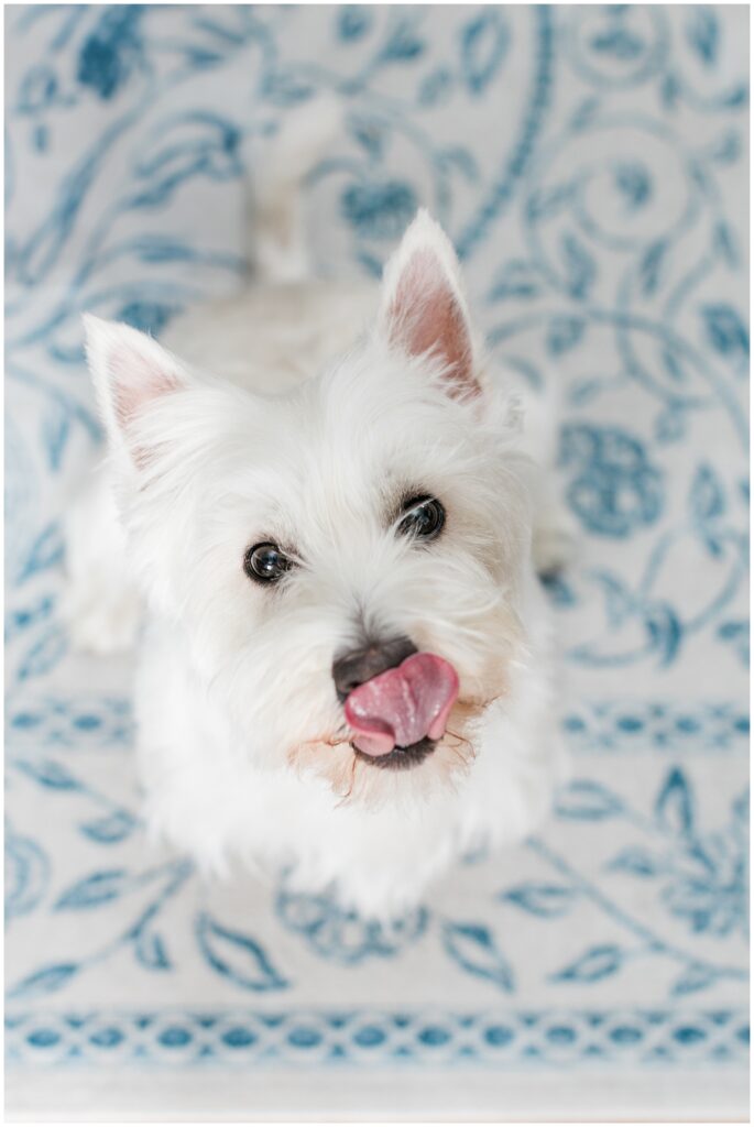 Dog during Alexandria in-home newborn session with soft, neutral styling