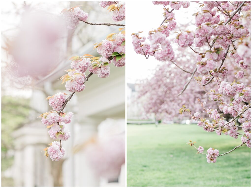 Howard County Cherry Blossom Photos