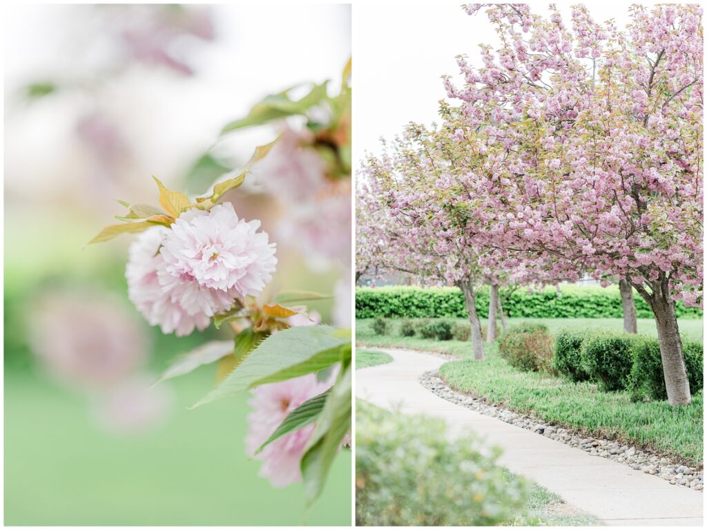 Howard County Cherry Blossom Photos