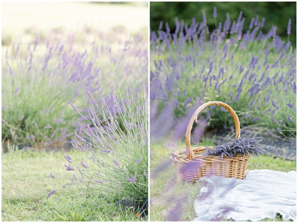 Lavender farms in Maryland that are perfect for mini sessions. Book your mini session with Silver Orchard Creative; the best mini session photographer in maryland