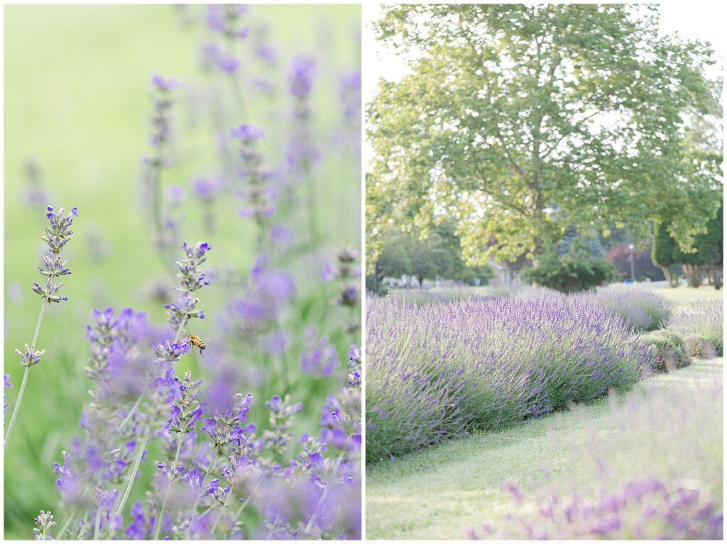 Lavender farms in Maryland that are perfect for mini sessions. Book your mini session with Silver Orchard Creative; the best mini session photographer in maryland