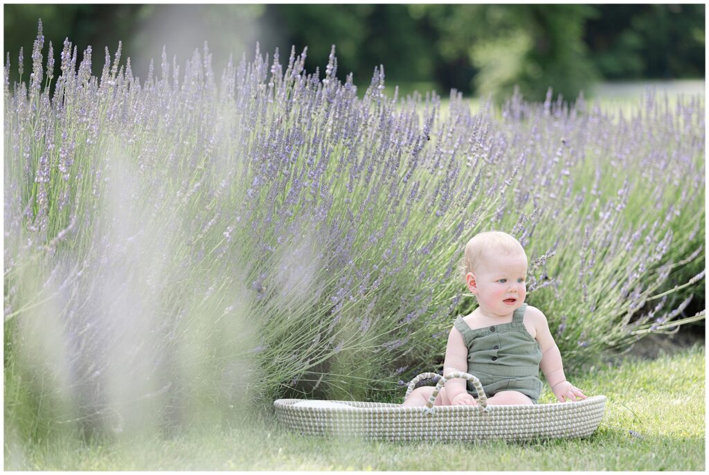 Baby boy sitting in basket at Karis Lavender Farm during Montgomery County milestone mini session; styled in soft green romper with lavender in the background, ideal for seasonal baby portraits in Maryland
