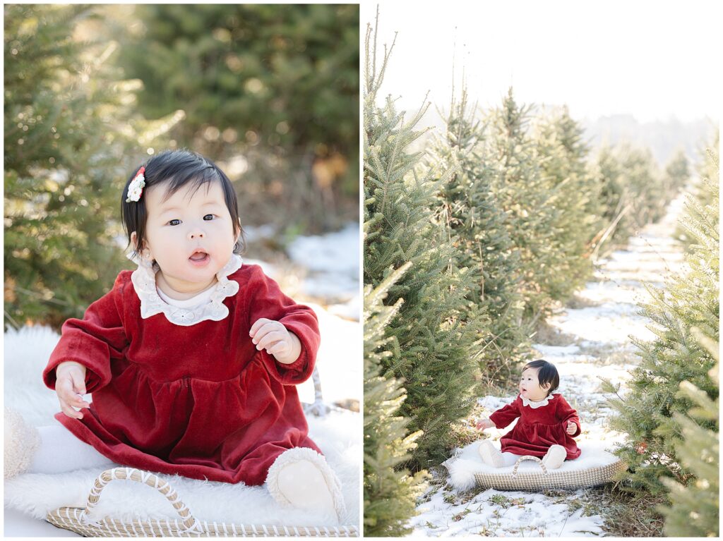 Baby milestone portrait at a Christmas tree farm in Maryland during holiday family photos
